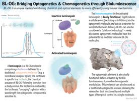 Thumbnail for BL-OG: Bridging Optogenetics …