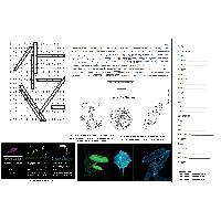 Thumbnail for Bioluminescence Activity Placemat