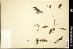 Thumbnail for <i>Hymenophyllum ciliatum</i> <i></i> …