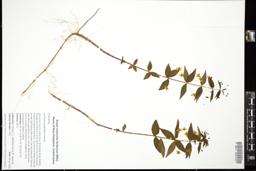 Thumbnail for <i>Lysimachia quadrifolia</i> <i></i> …
