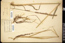 Thumbnail for <i>Colpodium latifolium</i> <i></i> …