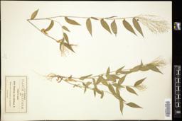 Thumbnail for <i>Panicum brevifolium</i> <i></i> …