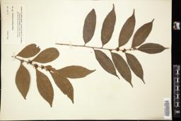 Thumbnail for <i>Casearia parviflora</i> <i></i> …