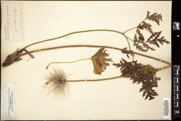 Thumbnail for <i>Anemone alpina</i> <i></i> …