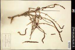 Thumbnail for <i>Cotyledon parviflora</i> <i></i> …