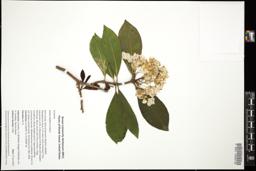 Thumbnail for <i>Kalmia latifolia</i> <i></i> …