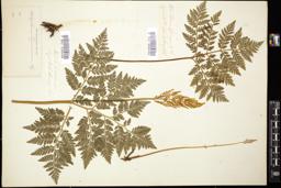 Thumbnail for <i>Botrychium virginianum</i> <i></i> …