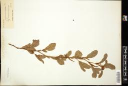 Thumbnail for <i>Cassia sericea</i> <i></i> …