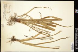 Thumbnail for <i>Carex pilosa</i> <i></i> …