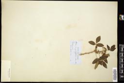 Thumbnail for <i>Ptelea angustifolia</i> <i></i> …