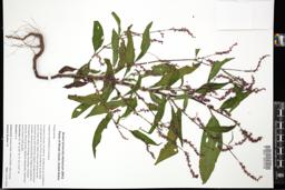 Thumbnail for <i>Persicaria lapathifolia</i> <i></i> …