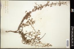 Thumbnail for <i>Acacia biaciculata</i> <i></i> …