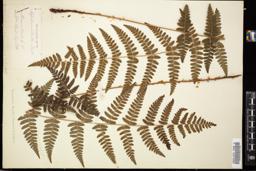 Thumbnail for <i>Dryopteris boottii</i> <i></i> …