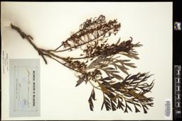 Thumbnail for <i>Grevillea rosmarinifolia</i> <i></i> …