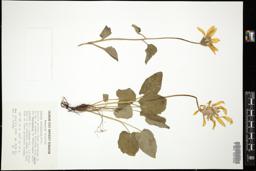 Thumbnail for <i>Arnica cordifolia</i> <i></i> …