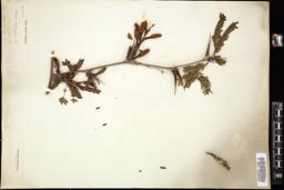 Thumbnail for <i>Acacia calligera</i> <i></i> …