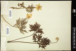 Thumbnail for <i>Anemone alpina</i> <i></i> …