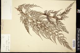 Thumbnail for <i>Davallia tenuifolia</i> <i></i> …