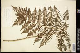 Thumbnail for <i>Athyrium filix-femina</i> <i></i> …