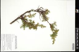 Thumbnail for <i>Juniperus communis</i> <i></i> …