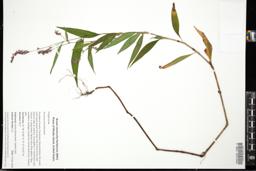 Thumbnail for <i>Persicaria maculosa</i> <i></i> …