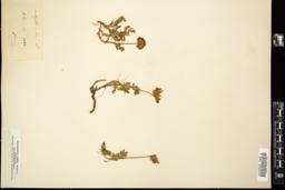Thumbnail for <i>Anthyllis montana</i> <i></i> …
