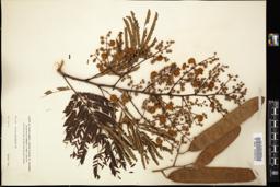 Thumbnail for <i>Acacia polyphylla</i> <i></i> …