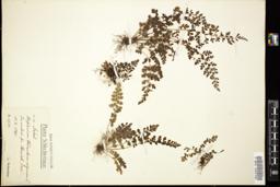 Thumbnail for <i>Asplenium adiantum-nigrum</i> <i></i> …