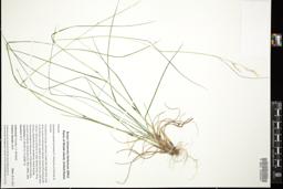 Thumbnail for <i>Danthonia spicata</i> <i></i> …