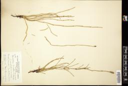 Thumbnail for <i>Equisetum laevigatum</i> <i></i> …