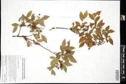 Thumbnail for <i>Vaccinium angustifolium</i> <i></i> …