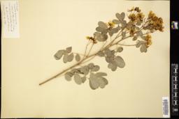 Thumbnail for <i>Cassia bicapsularis</i> <i></i> …