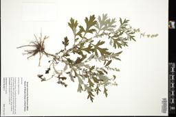 Thumbnail for <i>Artemisia vulgaris</i> <i></i> …