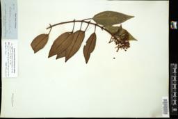 Thumbnail for <i>Catachaenia alternifolia</i> <i></i> …