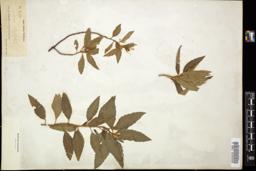 Thumbnail for <i>Turnera ulmifolia</i> <i></i> …