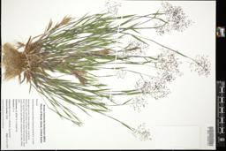 Thumbnail for <i>Dichanthelium acuminatum</i> <i></i> …