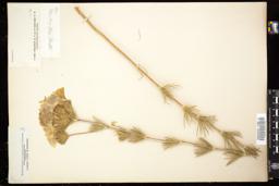 Thumbnail for <i>Gilia densiflora</i> <i></i> …