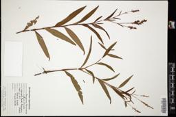 Thumbnail for <i>Persicaria maculosa</i> <i></i> …