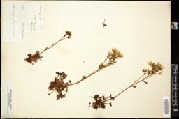 Thumbnail for <i>Saxifraga geranioides</i> <i></i> …