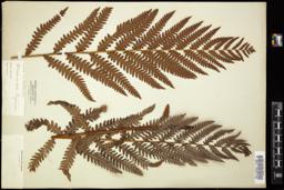 Thumbnail for <i>Woodwardia virginica</i> <i></i> …