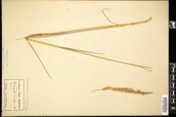 Thumbnail for <i>Calamagrostis acutiflora</i> <i></i> …