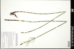 Thumbnail for <i>Equisetum fluviatile</i> <i></i> …