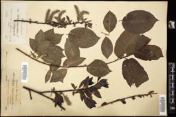 Thumbnail for <i>Salix nigricans</i> <i></i> …