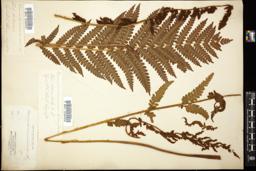 Thumbnail for <i>Osmunda cinnamomea</i> <i></i> …