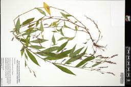 Thumbnail for <i>Persicaria longiseta</i> <i></i> …