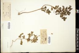 Thumbnail for <i>Euphorbia peplus</i> <i></i> …