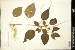 Thumbnail for <i>Acalypha villosa</i> <i>intermedia</i> …
