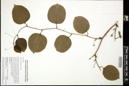Thumbnail for <i>Smilax rotundifolia</i> <i></i> …