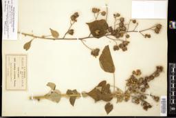 Thumbnail for <i>Abutilon reticulatum</i> <i></i> …
