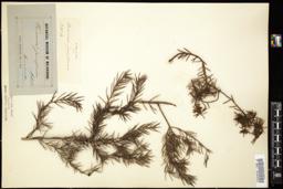 Thumbnail for <i>Persoonia juniperina</i> <i></i> …